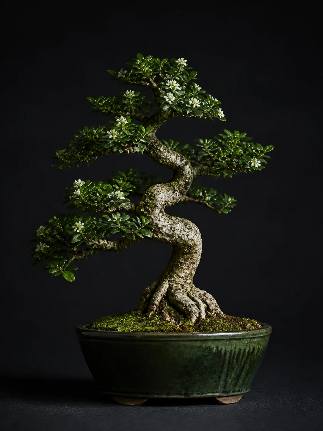Photorealistischer Fukientee als Bonsai