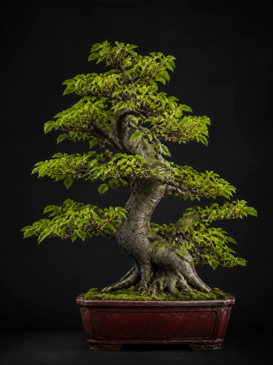 Photorealistische Hainbuche als Bonsai