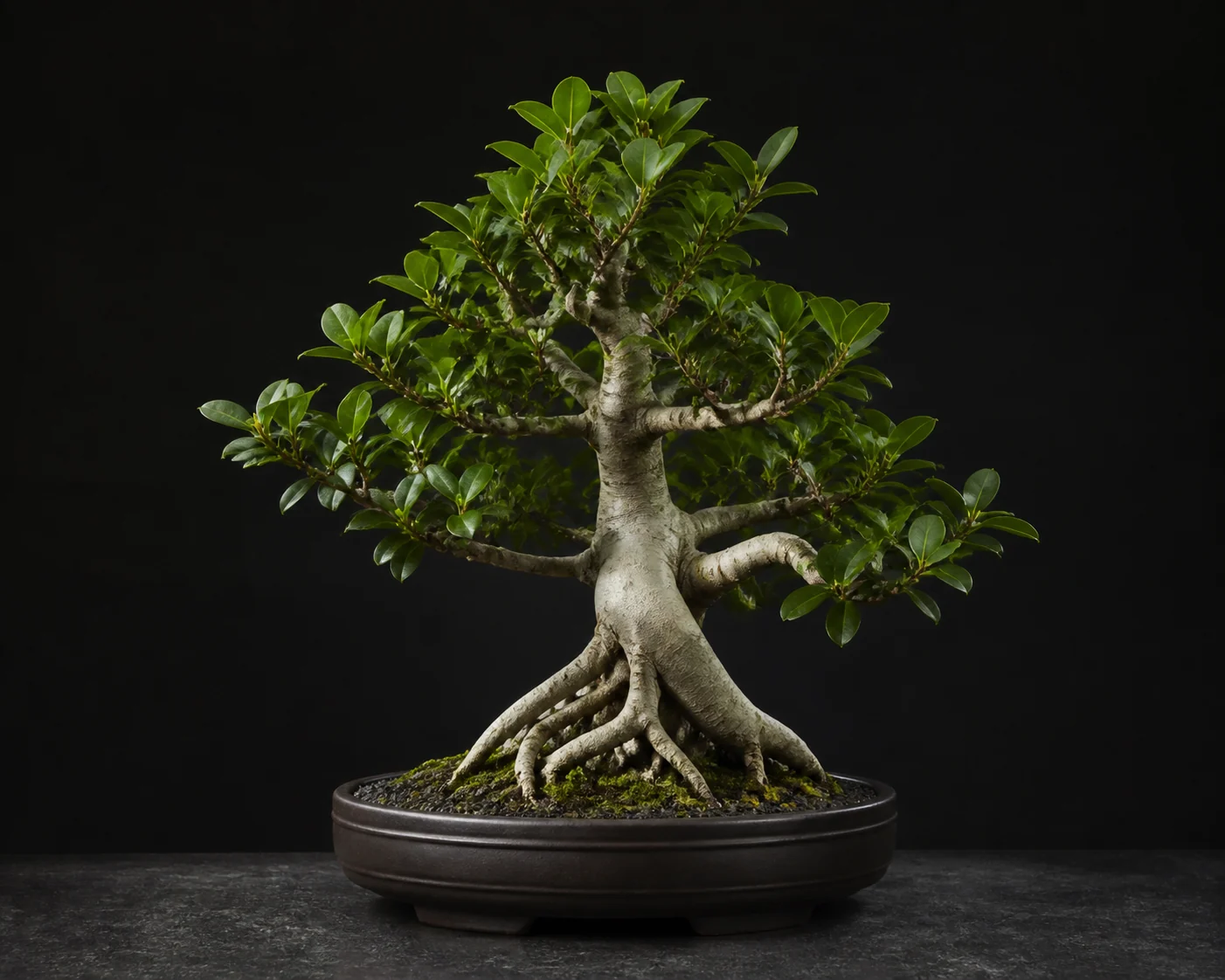 Ficus-Bonsai mit detailliert sichtbaren Blättern