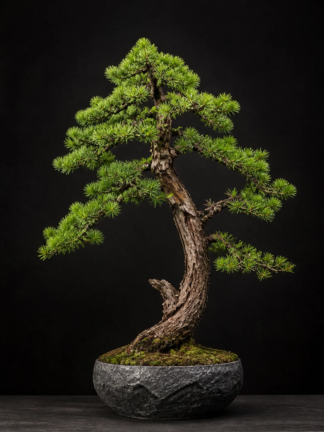 Photorealistische Japanische Lärche als Bonsai