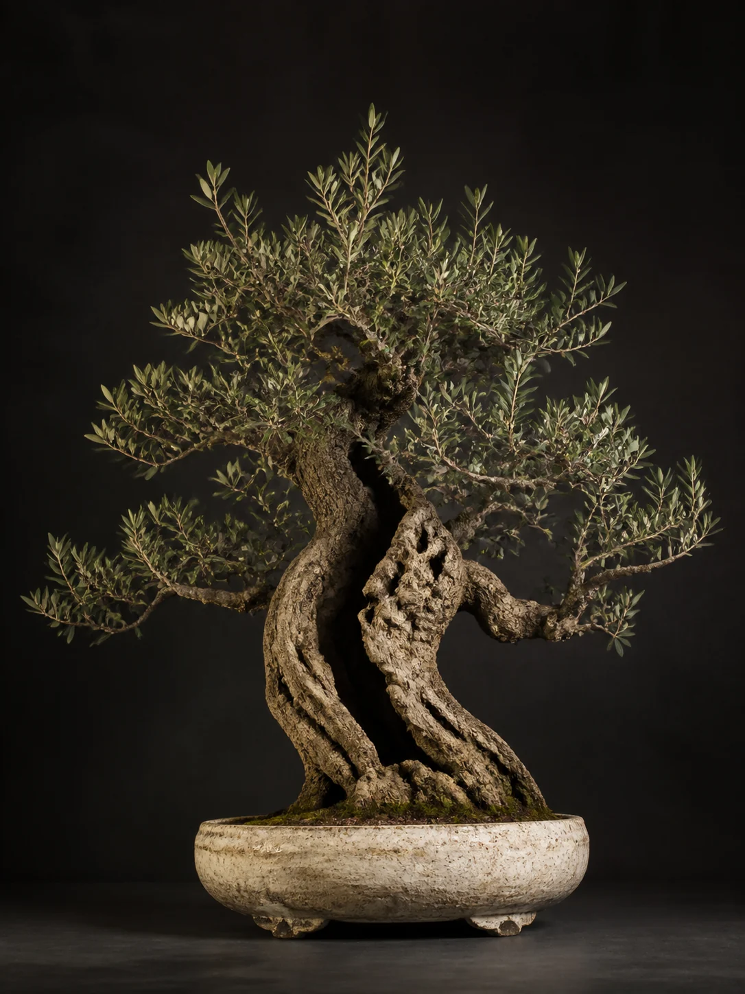 Photorealistische Olive als Bonsai