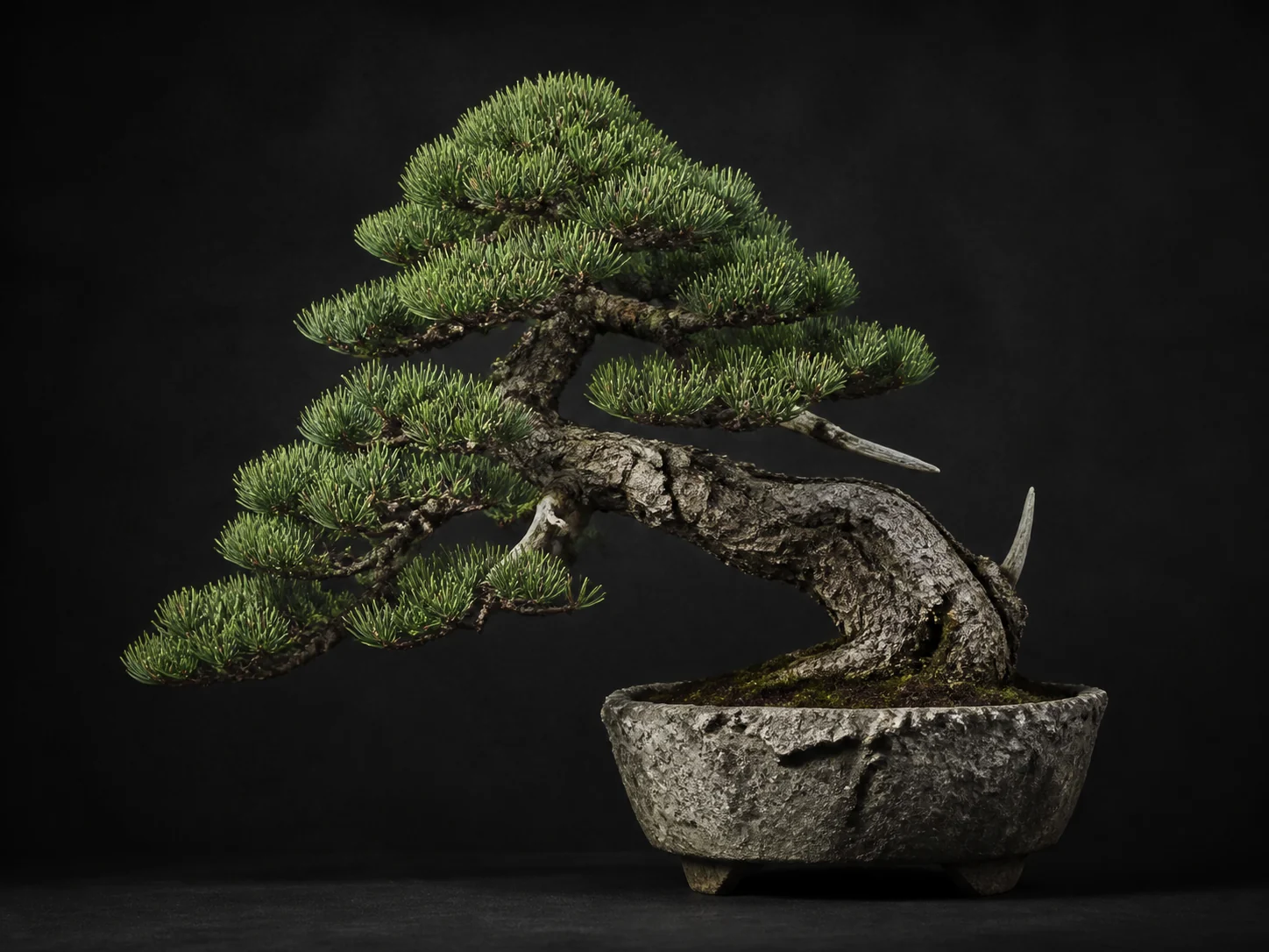 Photorealistische Bergkiefer als Bonsai