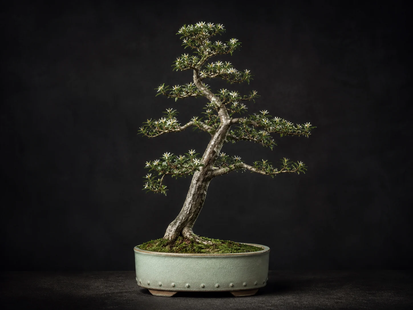 Photorealistische Serissa japonica als Bonsai
