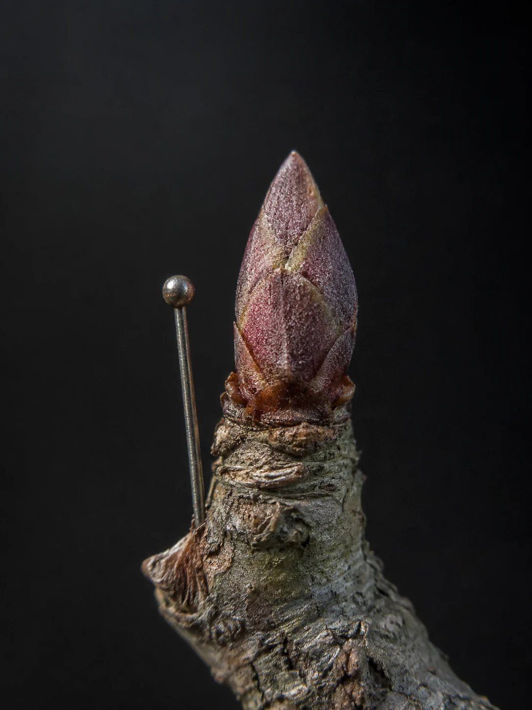Aktive Knospen und junger Austrieb eines Bonsai
