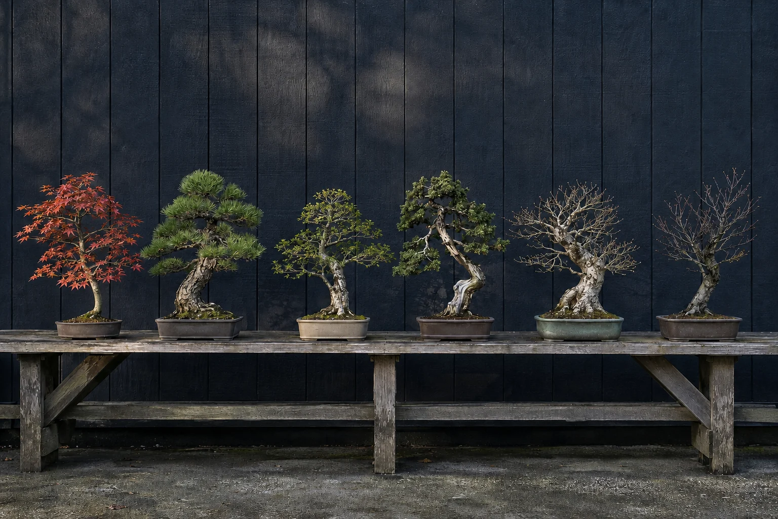 Mehrere Bonsai im natürlichen Tageslicht