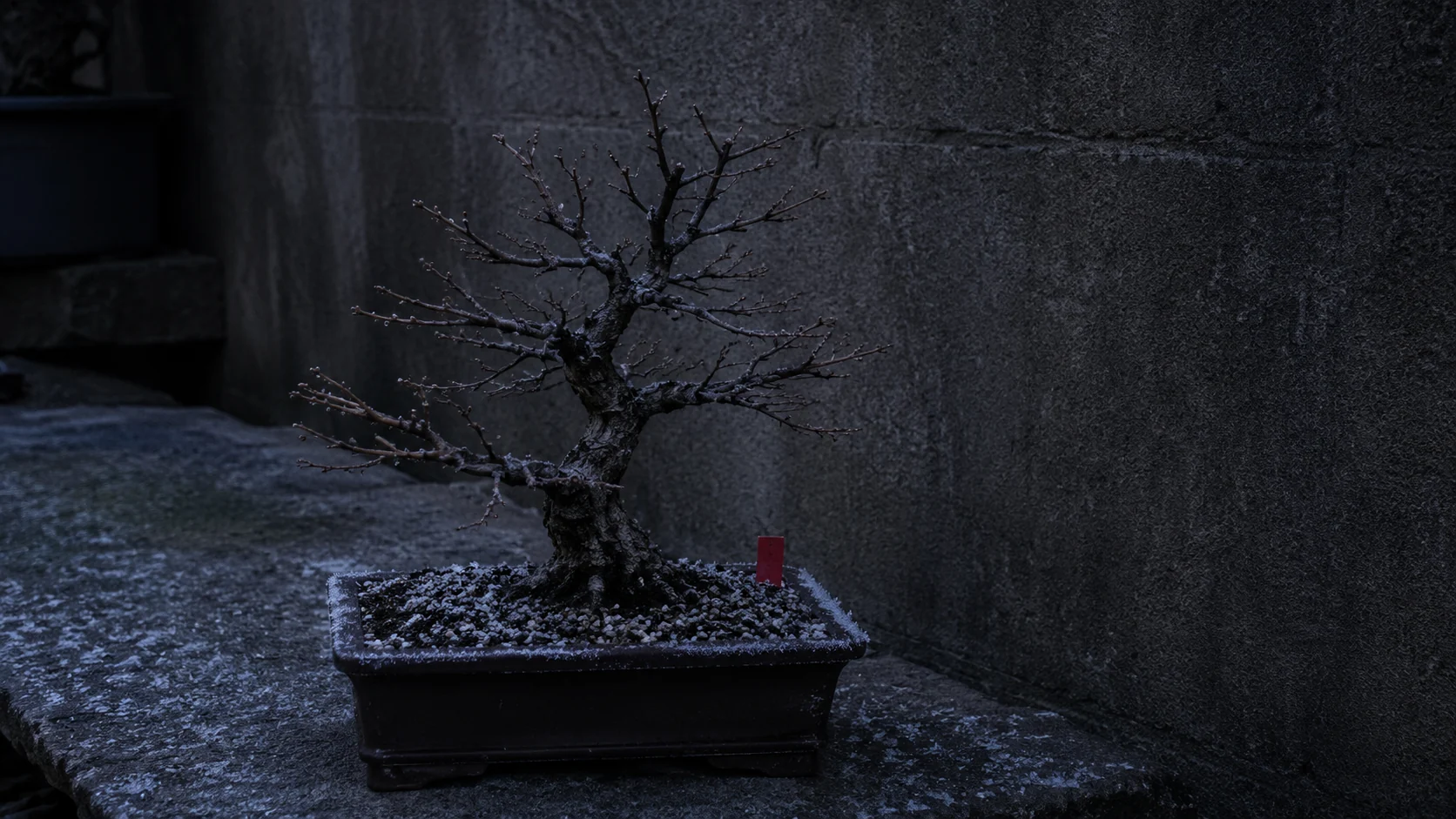 Bonsai in einer flachen Schale während einer frostigen Nacht
