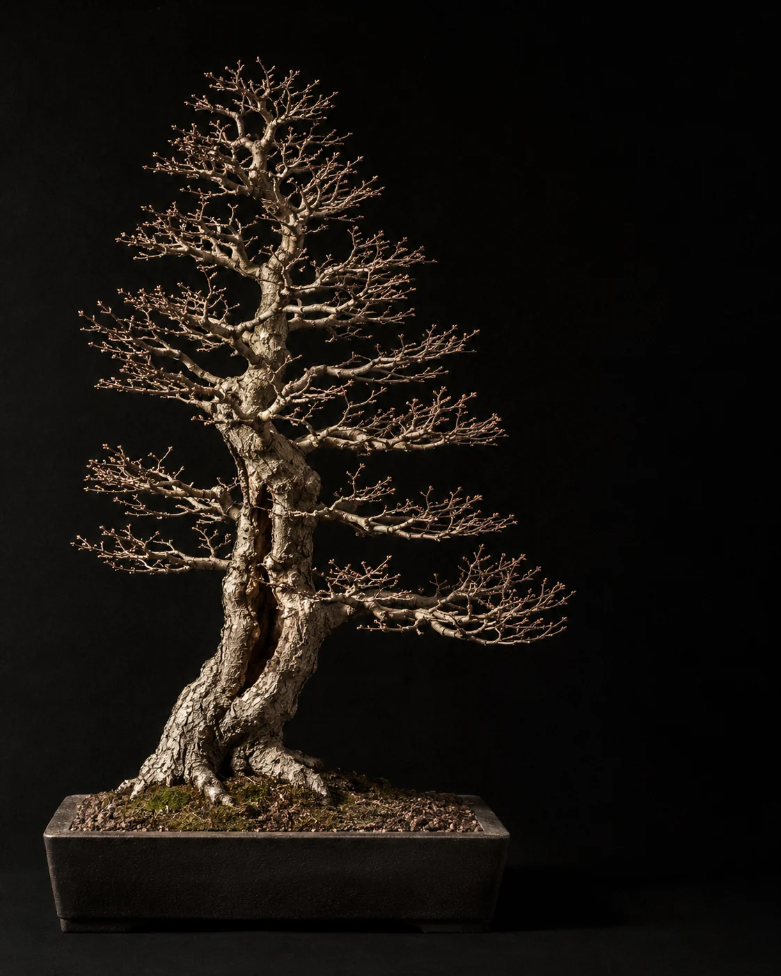 Laubloser Bonsai mit geschwollenen Knospen vor schwarzem Hintergrund
